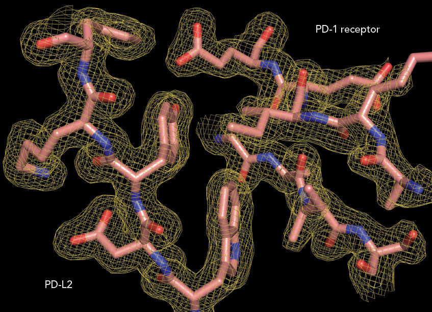 X-ray crystallography