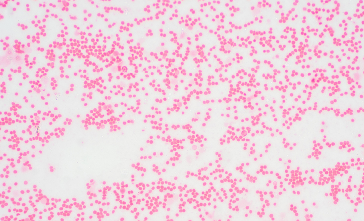 bone marrow cells in pink and white