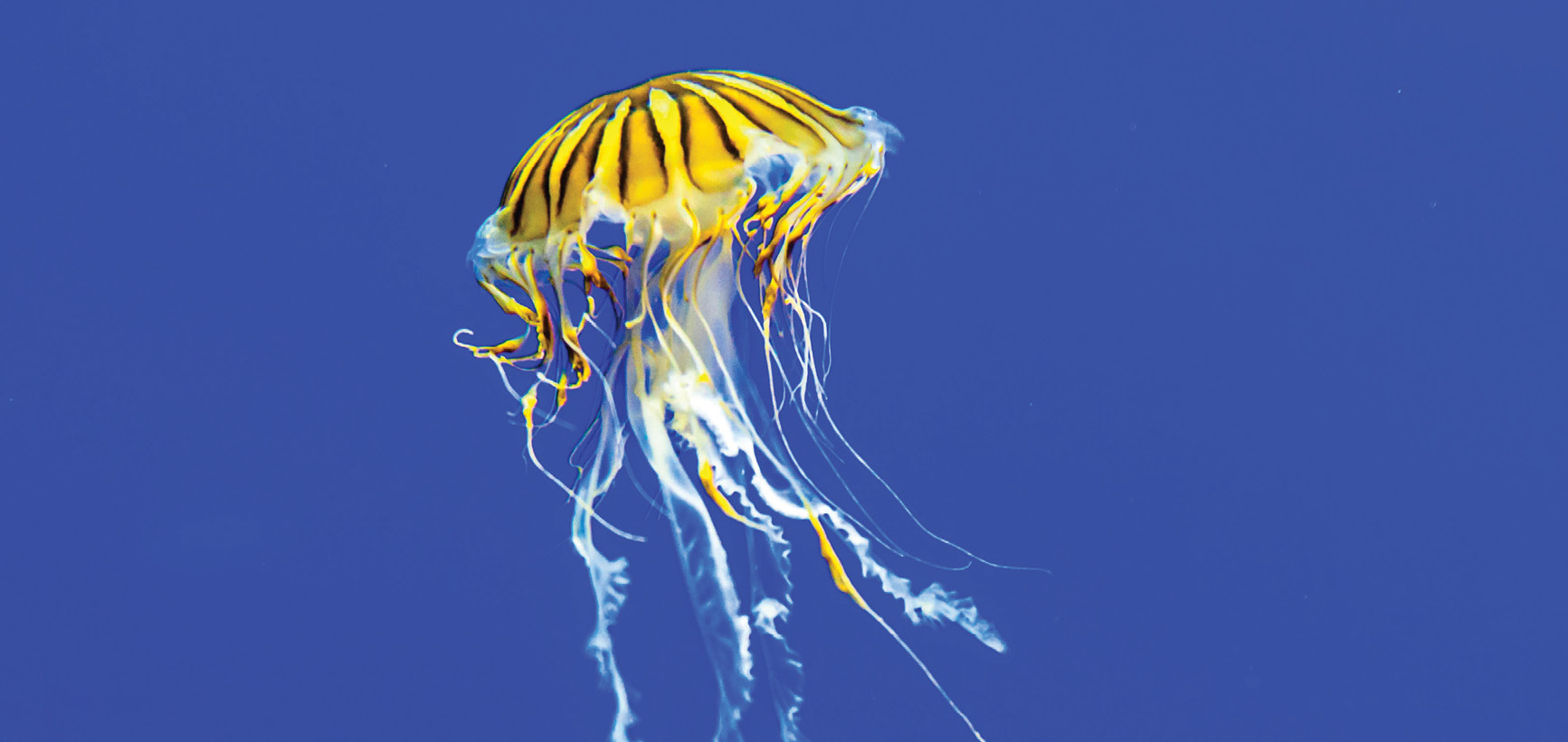 Jellyfish floats against blue background.