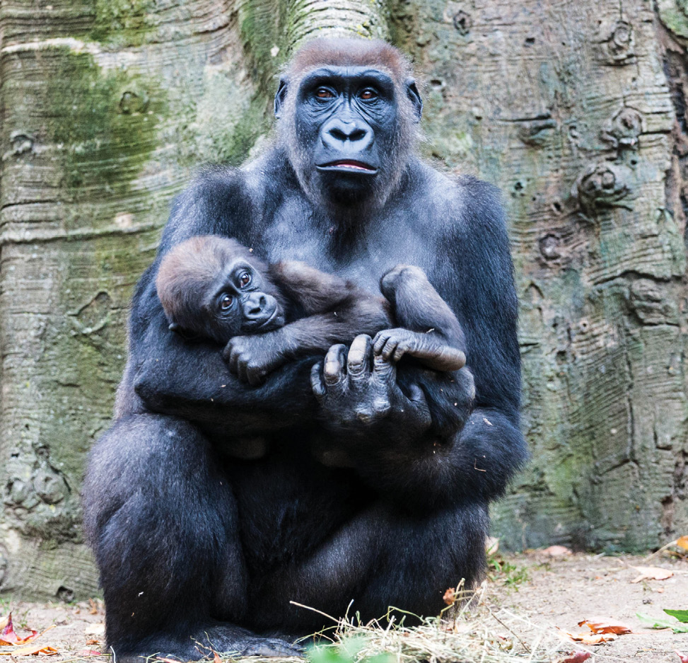 Mother gorilla cradles baby.